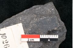 Foto (Detailansicht) von Plantae indet.  (NHMW-GEO-2024-0188-10264)